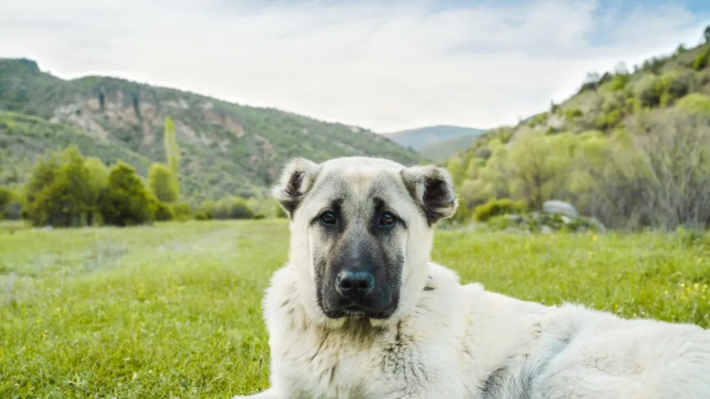 An Anatolian Shepherd resting on a field with green grass, the Anatolian Shepherd makes a good family dog