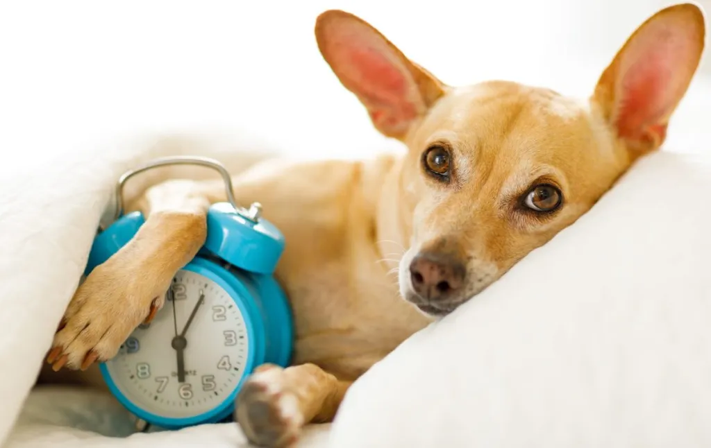 Ready for Daylight Saving Time, a Chihuahua dog rests in bed with a blue alarm clock.