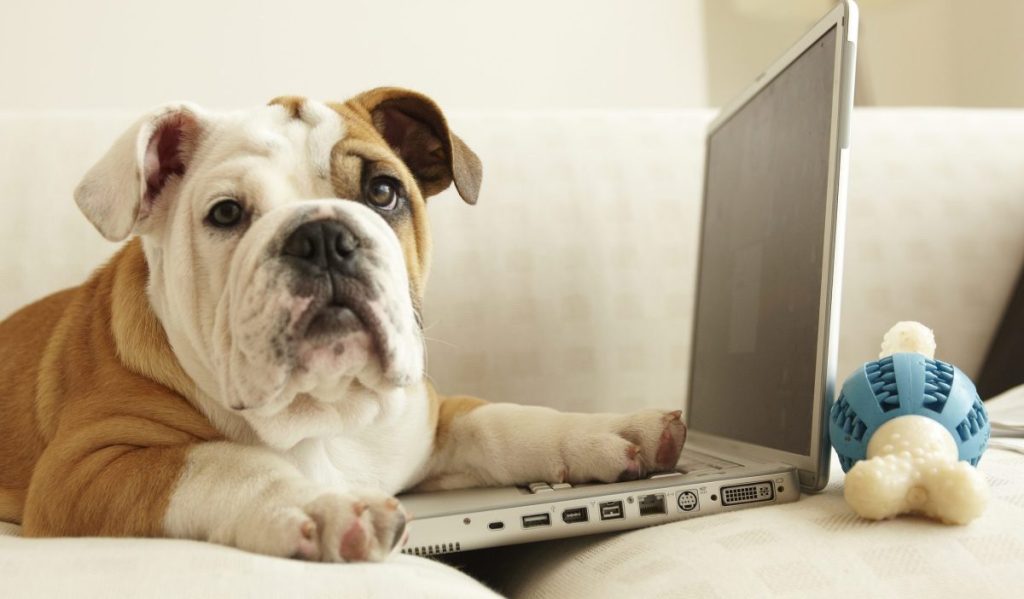 English Bulldog sitting on a white couch with a paw on a laptop's keyboard, maybe Googling trending dog questions.