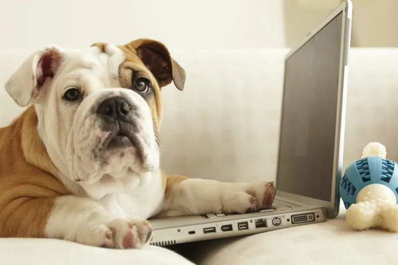 English Bulldog sitting on a white couch with a paw on a laptop's keyboard, maybe Googling trending dog questions.