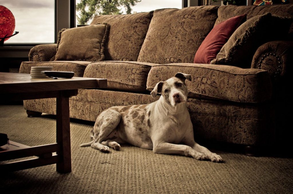 A Catahoula Leopard Dog sitting beside a couch, they have a protective personality and they are typically not aggressive towards people.