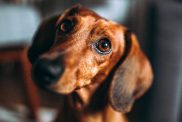 Brown dachshund dog On Sunny Day At Home