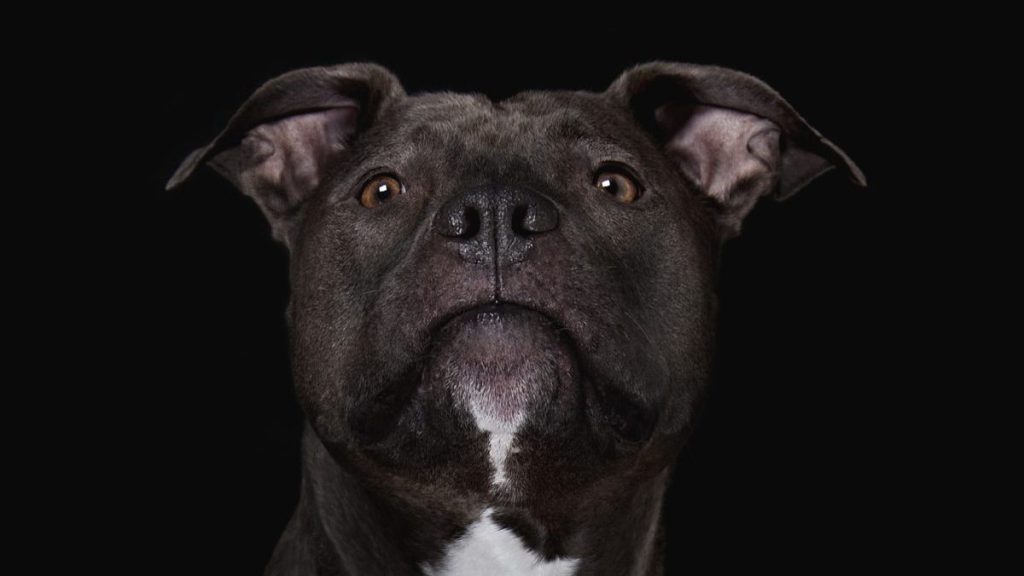 A close-up of Pit Bull Terrier on a black background, Coventry police are appealing for help in finding the person responsible for a Pit Bull dog's death