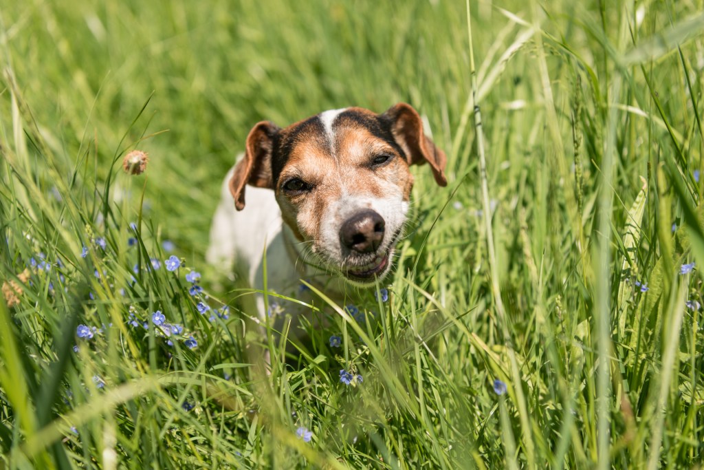 "Do dogs eat grass?" is one of the trending dog questions on the internet. This pup sure does! In the photograph, a Jack Russell Terrier dog is eating grass in a meadow.