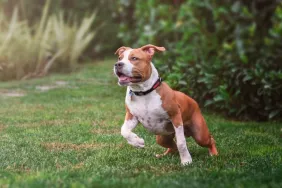A seemingly happy American Staffordshire, Terrier running in the yard , American Staffordshire Terriers have a calm temperament