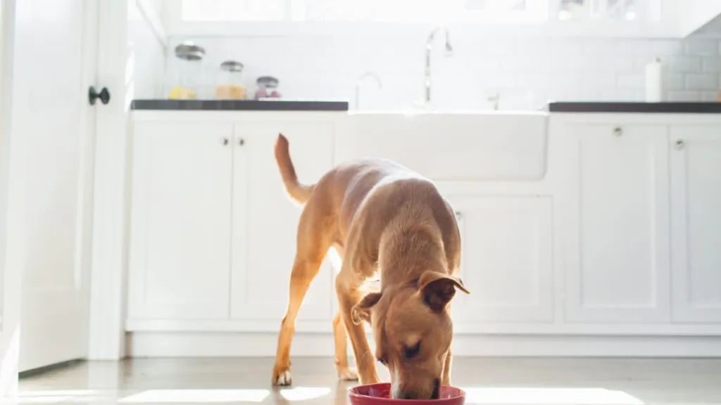 A brown dog eating from a red bowl in the kitchen, there's no Victor dog food under recall in 2024