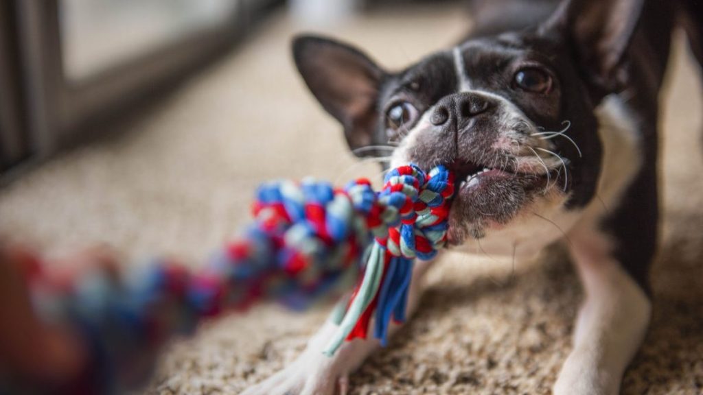 Boston Terrier, a breed with a high potential for playfulness, playing a game of Tug of War. The blue and red rope toy is out of focus while the playful dog pulls with all his strength!