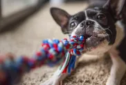 Boston Terrier, a breed with a high potential for playfulness, playing a game of Tug of War. The blue and red rope toy is out of focus while the playful dog pulls with all his strength!