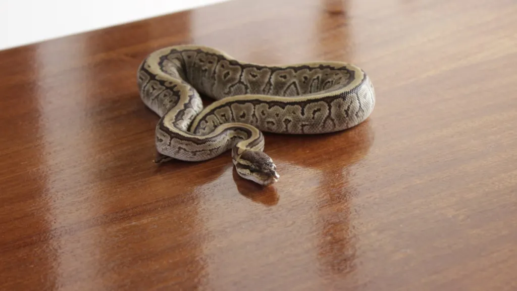 A snake inside a house, like the frozen deceased puppies found in an Oregon property to feed pet snakes.