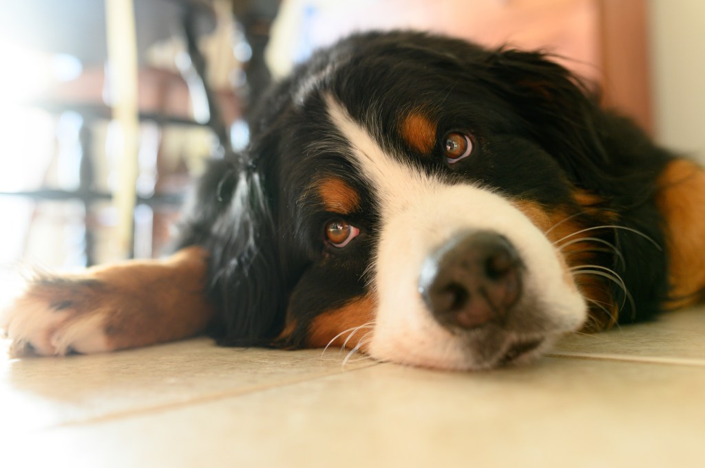 Birdie, a Bernese Mountain Dog, a dog breed who drools the most, hangs out in her house waiting to go for a walk.