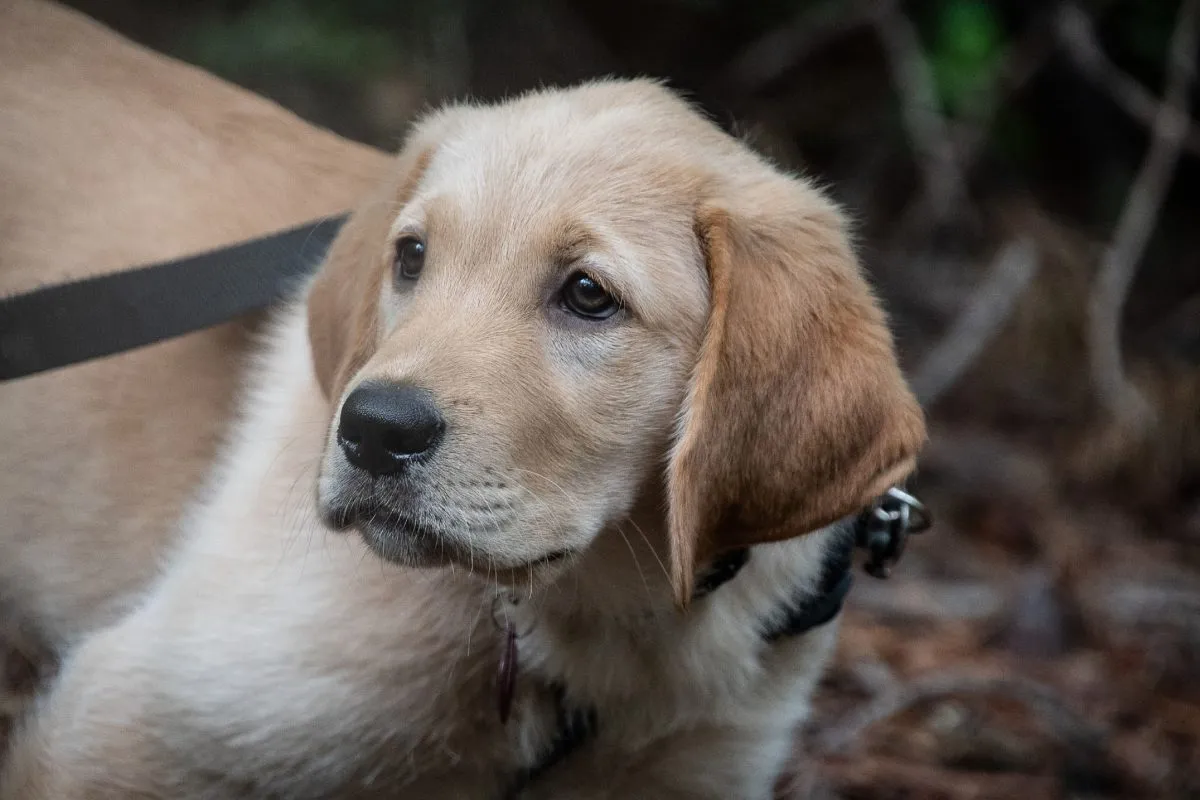 Golden retriever lab mix clearance puppies