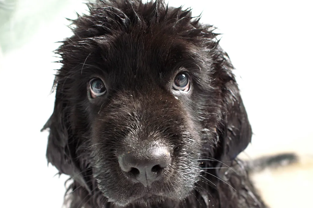 Close up of wet Newfoundland puppy dog who has been swimming in water.