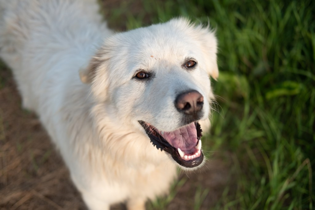 Photo of a smiling Great Pyrenees Dog, a breed with a high-sensitivity level.