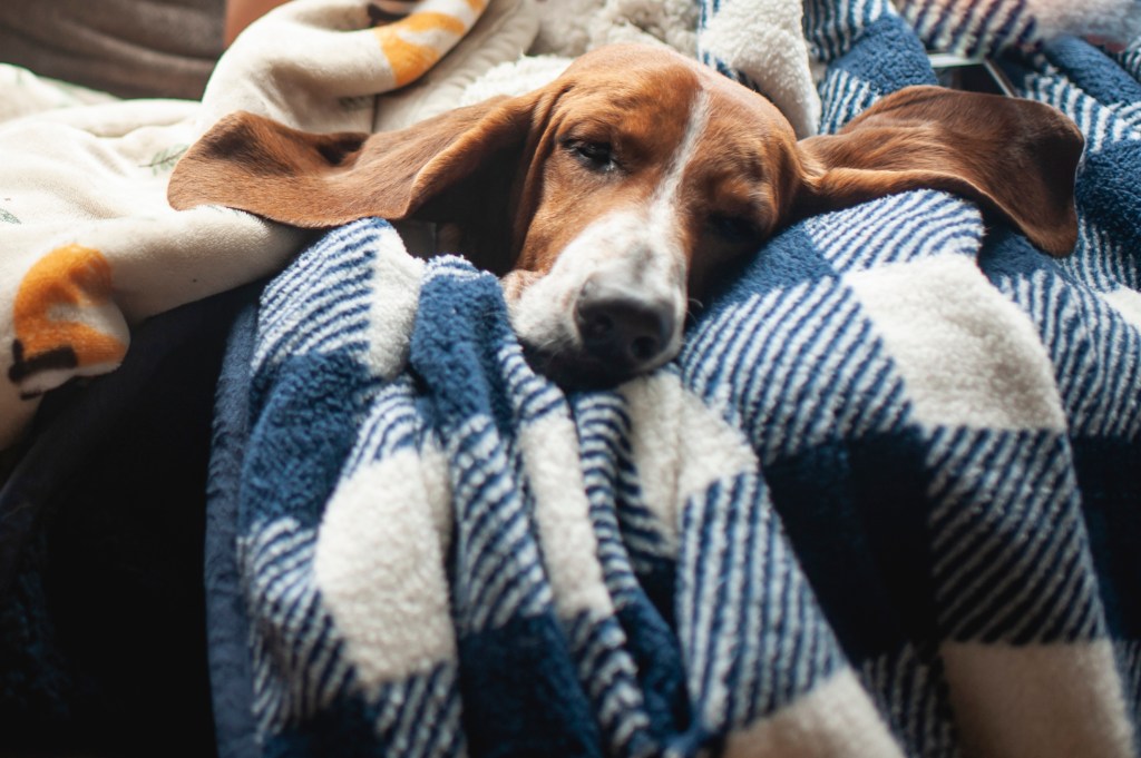 Cute, laziest dog breed of a Basset Hound dog with big ears asleep in blankets at home.