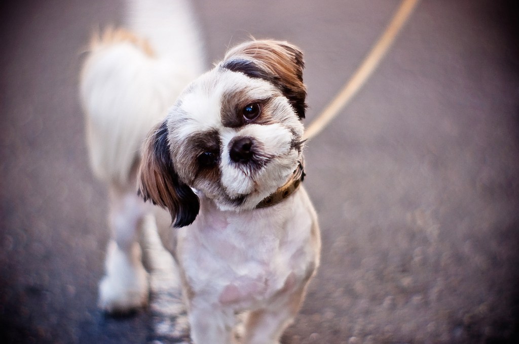 Adorable Shih Tzu dog, one of the friendliest dog breeds, cocking his head to the side at the camera.