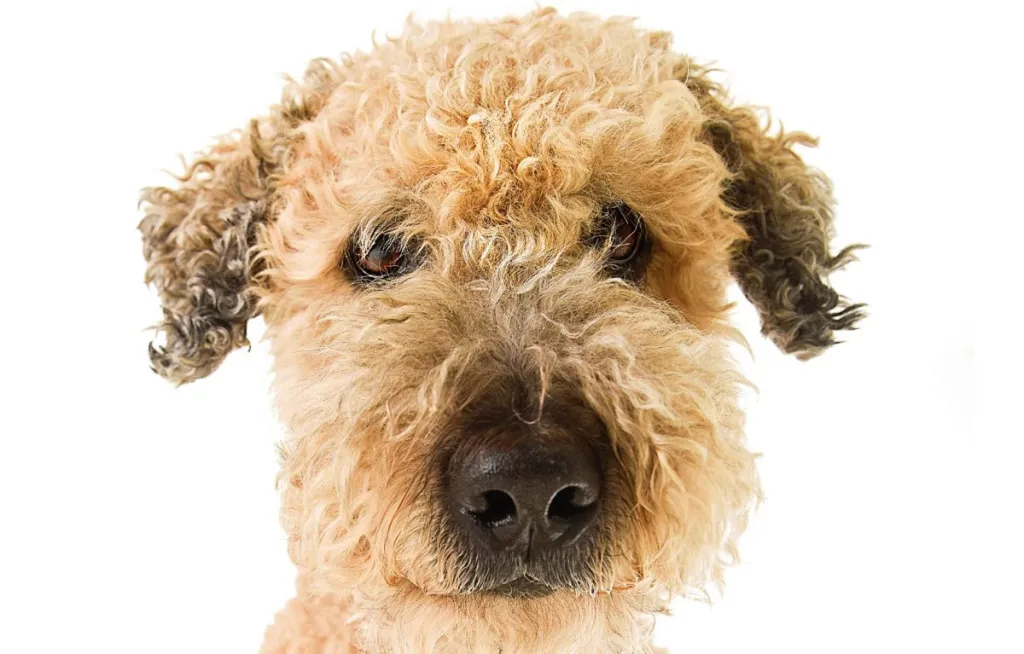 A studio portrait of a beige whoodle, wheaten poodle dog looking at the camera.