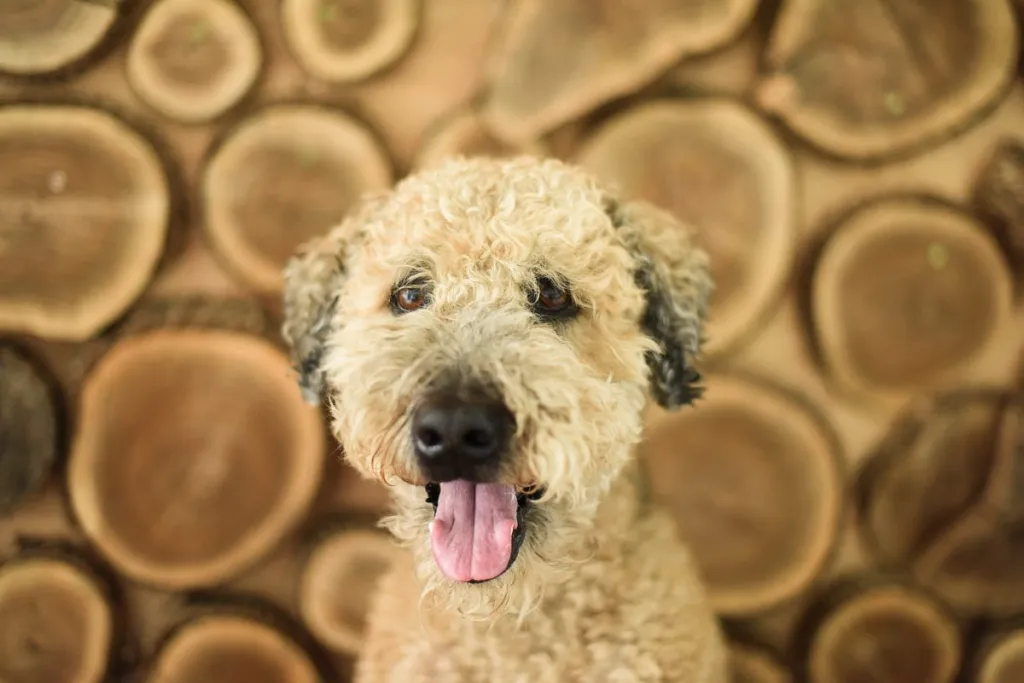 A studio portrait of a beige whoodle, wheaten poodle dog looking at the camera on a wood backdrop