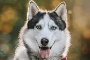 Photograph of a happy Siberian Husky, a breed with high wanderlust potential, outdoors in summer