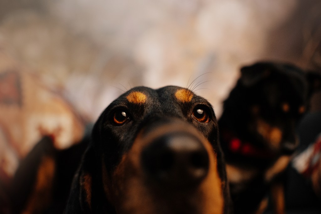 Photograph of a curious Black and Tan Coonhound dog. This pup, a breed who drools the most, points his nose up to the camera lens.