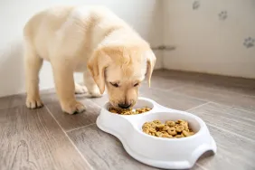 A puppy eating food, Pure Balance dry dog food hasn't faced any recalls in 2024.