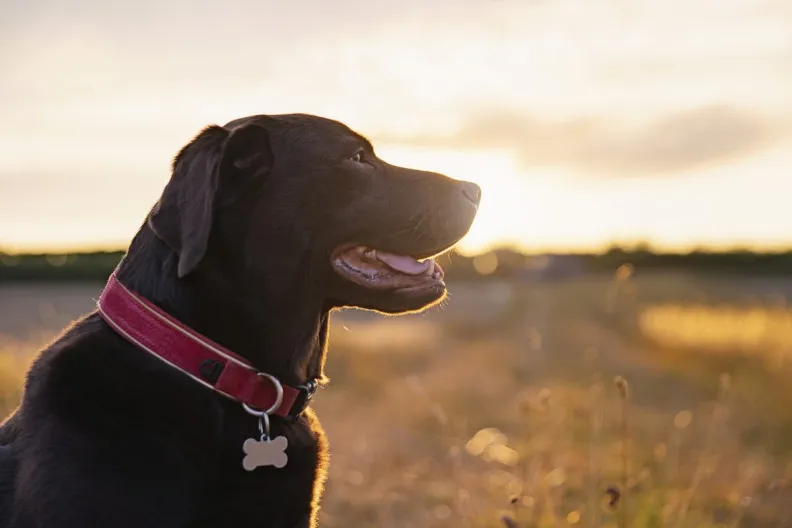 Profile shot at sunset of a happy chocolate Labrador because every dog has its day.