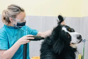 A Bernese Mountain Dog in a grooming session, these dogs can be of high maintenance due to their heavy shedding.