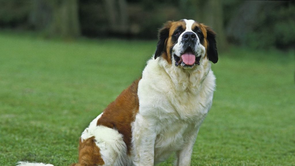 A Saint Bernard standing in a green field with tongue out, Saint Bernards are great guard dogs