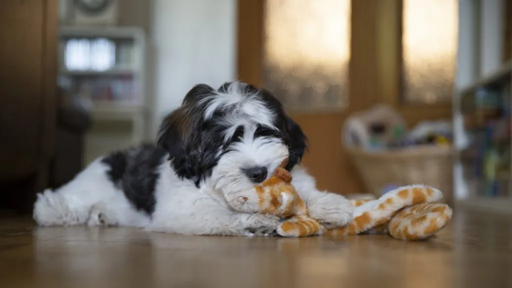 Havanese dog playing with toy, they are house dogs and suited for apartment living.
