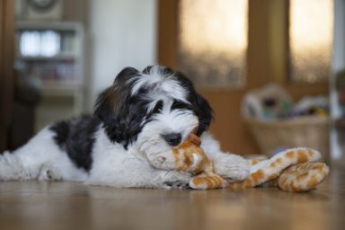 Havanese dog playing with toy, they are house dogs and suited for apartment living.