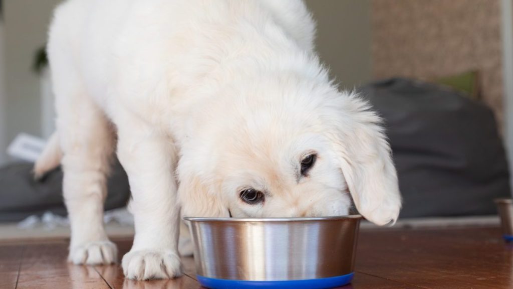 White dog eating from a metallic bowl with a blue base, there's no Nutra Complete dog food product under recall in 2024