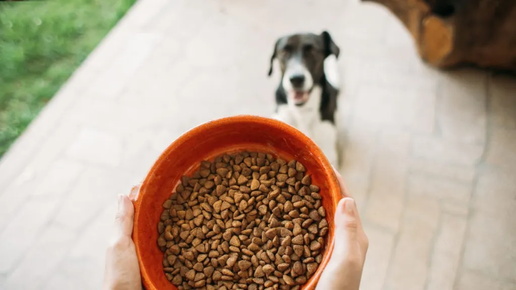 A dog getting food, Canidae brand hasn't faced a recall in 2024.