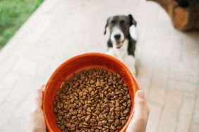 A dog getting food, Canidae brand hasn't faced a recall in 2024.