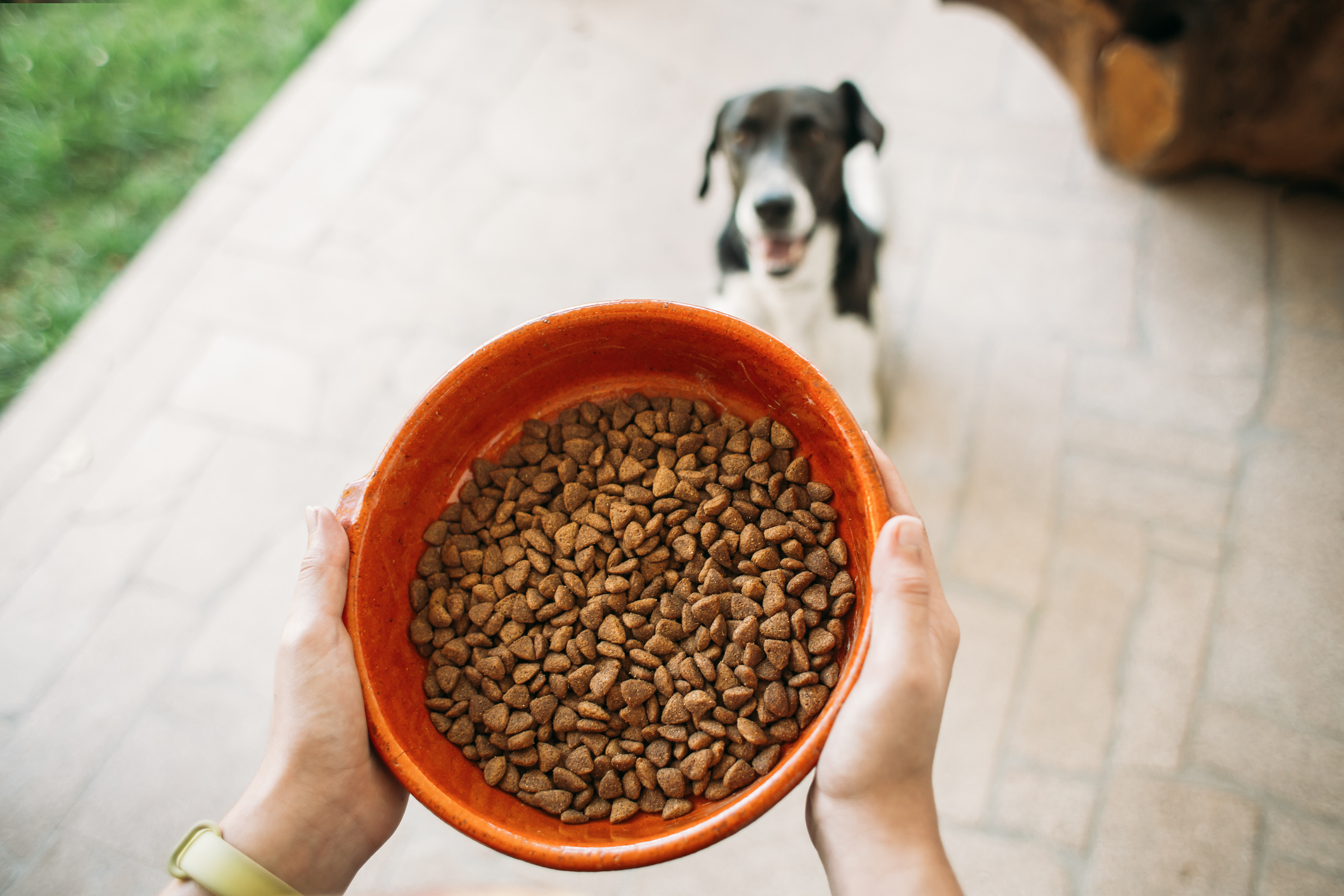 Canidae Has the Dog Food Brand Issued a Recall in 2024