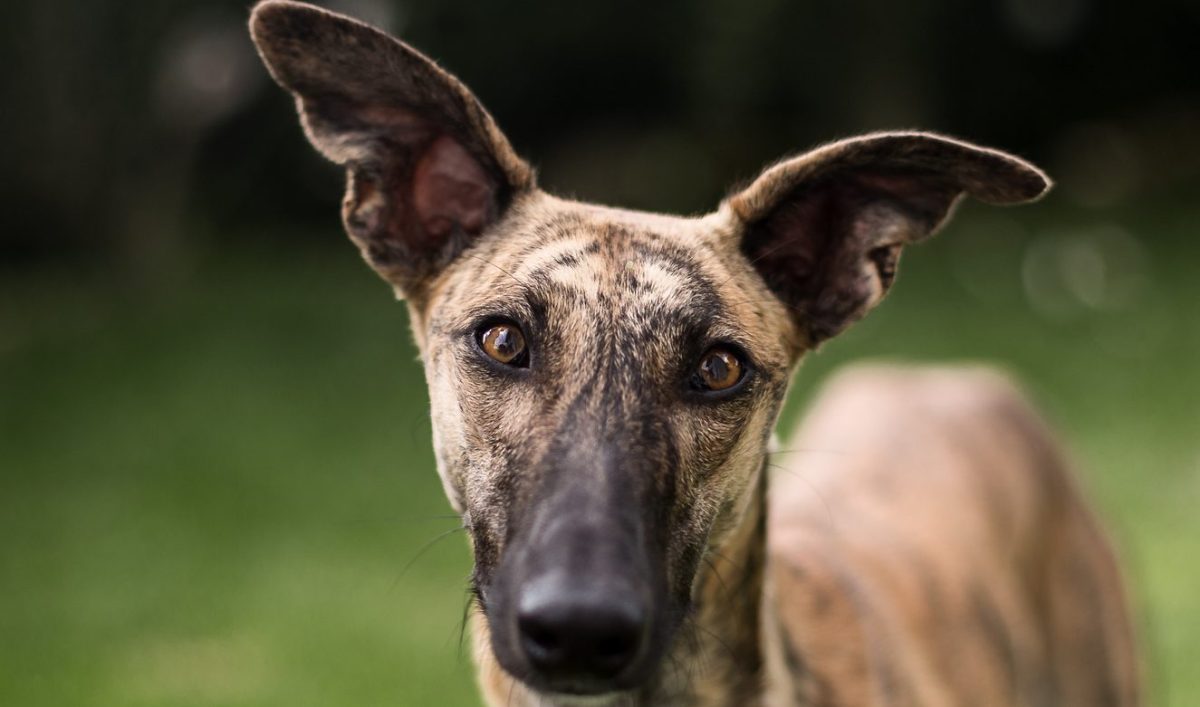Greyhound cold weather cheap