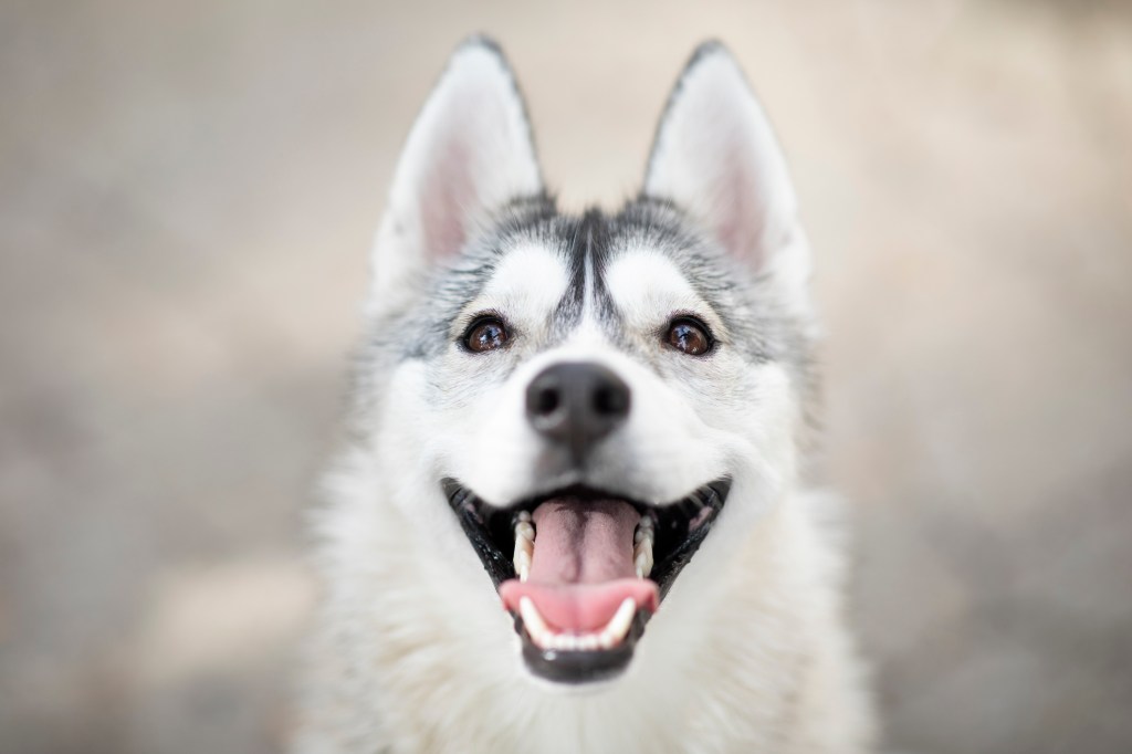 Beautiful portrait of smiling Siberian Husky dog outside. This grey and white beauty has big brown eyes and is looking up at the camera