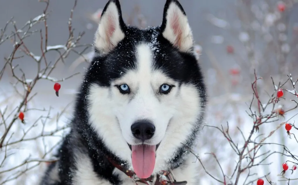 Portrait of Siberian Husky, a breed who easily tolerates cold weather, on snow covered field