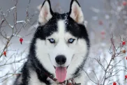 Portrait of Siberian Husky, a breed who easily tolerates cold weather, on snow covered field