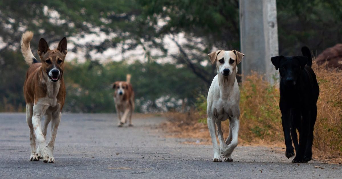 Texas Man Arrested in Fatal Dog Attack – DogTime