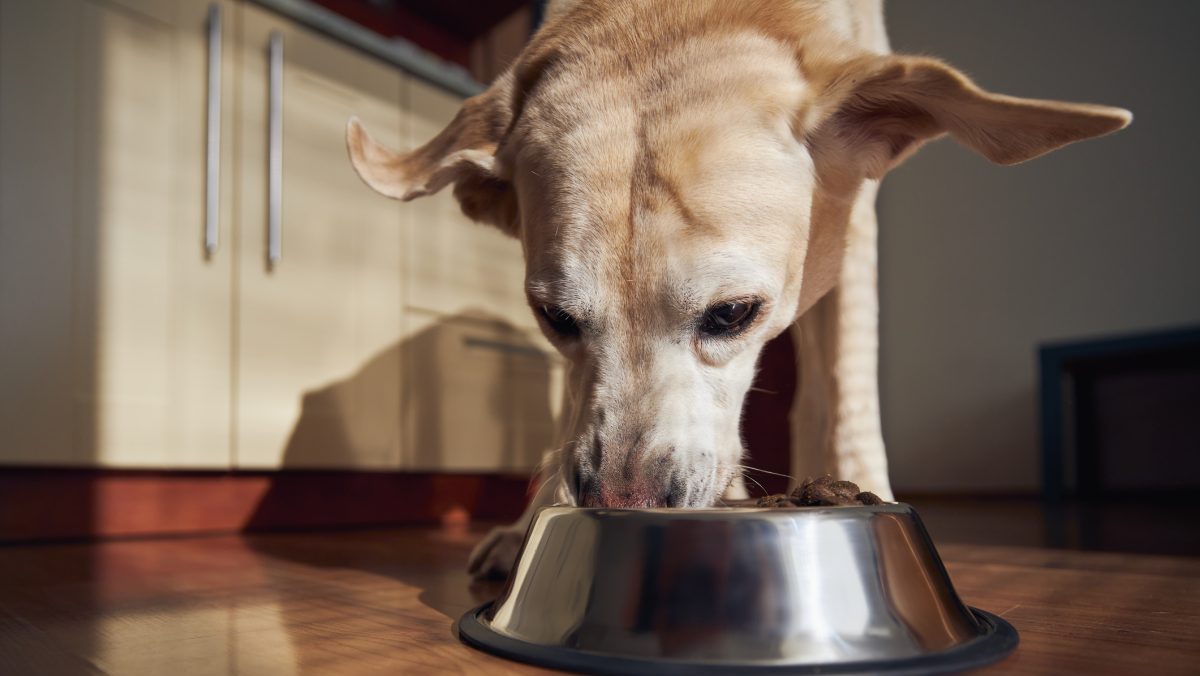 Cesar Has the Dog Food Brand Issued a Recall in 2024