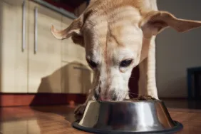 White dog eating from a metallic bowl, none of Cesar's dog food product is under recall in 2024