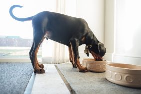 Dog eating food from its bowl, there's no NutriSource dog food recall in 2024