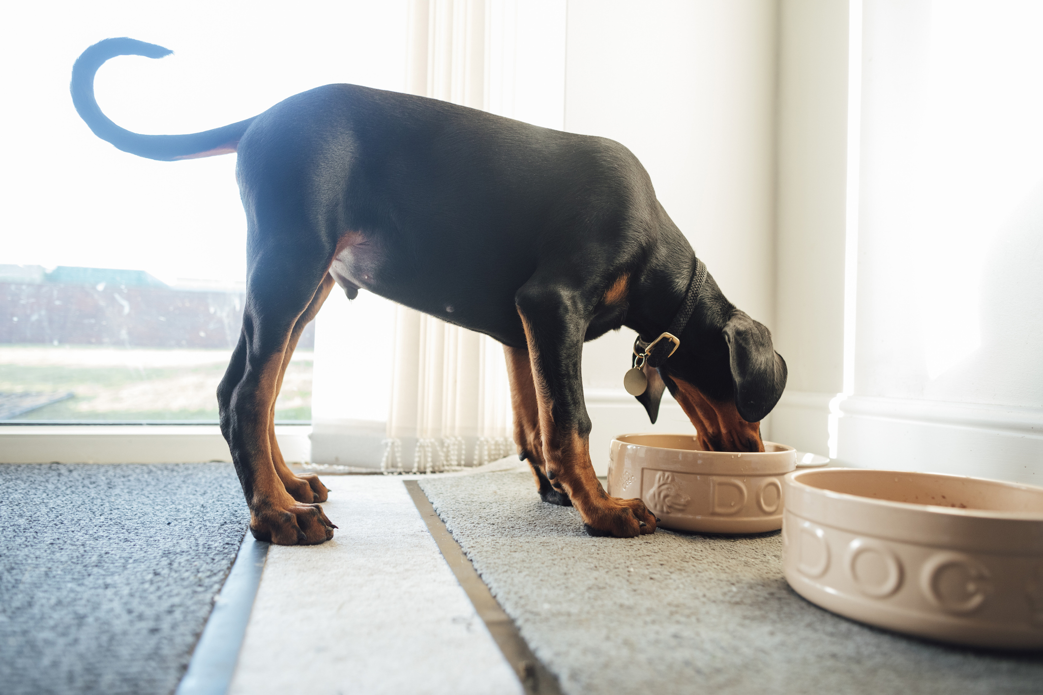 NutriSource Has the Dog Food Brand Issued a Recall in 2024