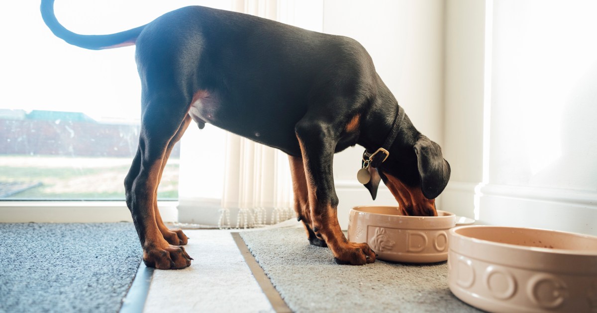 NutriSource Has the Dog Food Brand Issued a Recall in 2024?