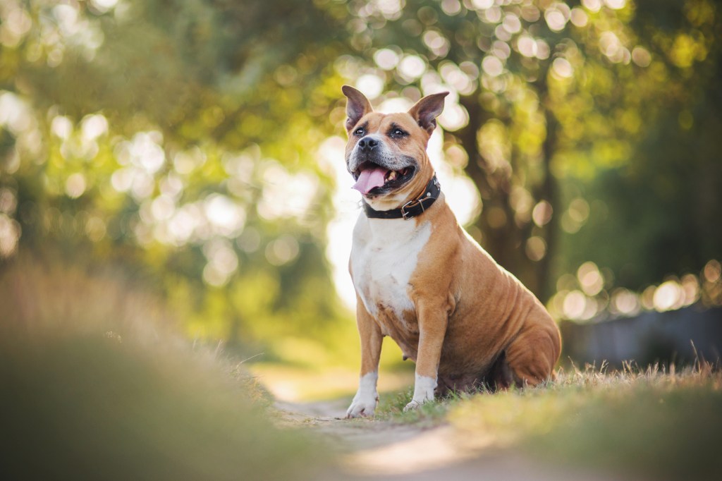 Cute, happy American Staffordshire Terrier in the park near sunset. Smiling dog is happy despite being on the list of banned aggressive dog breeds.
