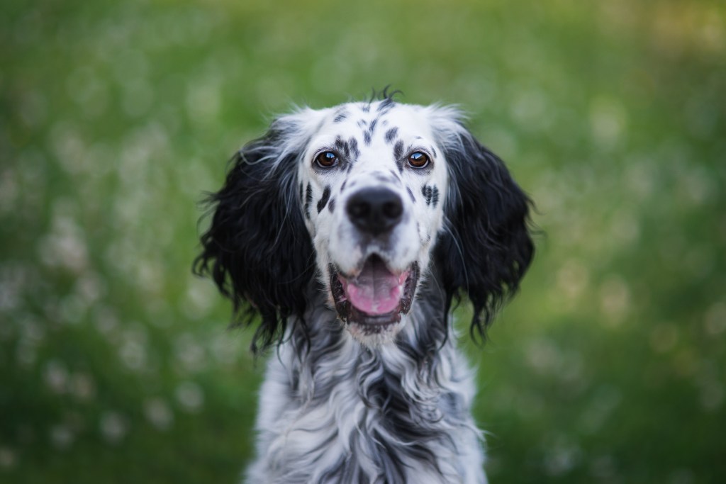 Portrait of English Setter, one of the friendliest dog breeds, standing on field,Poland