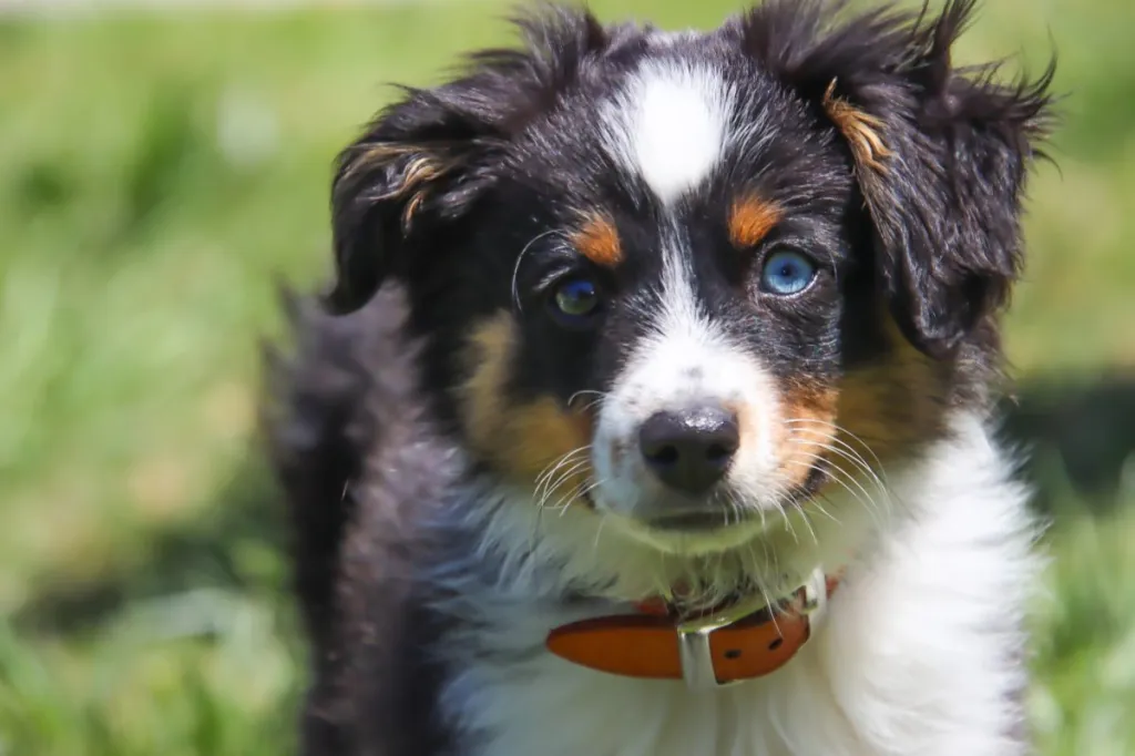 A miniature Australian shepherd puppy. He has one blue eye and one brown eye.