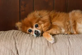 A senior Pomeranian like the senior dog, Crouton, who is blind and up for adoption.