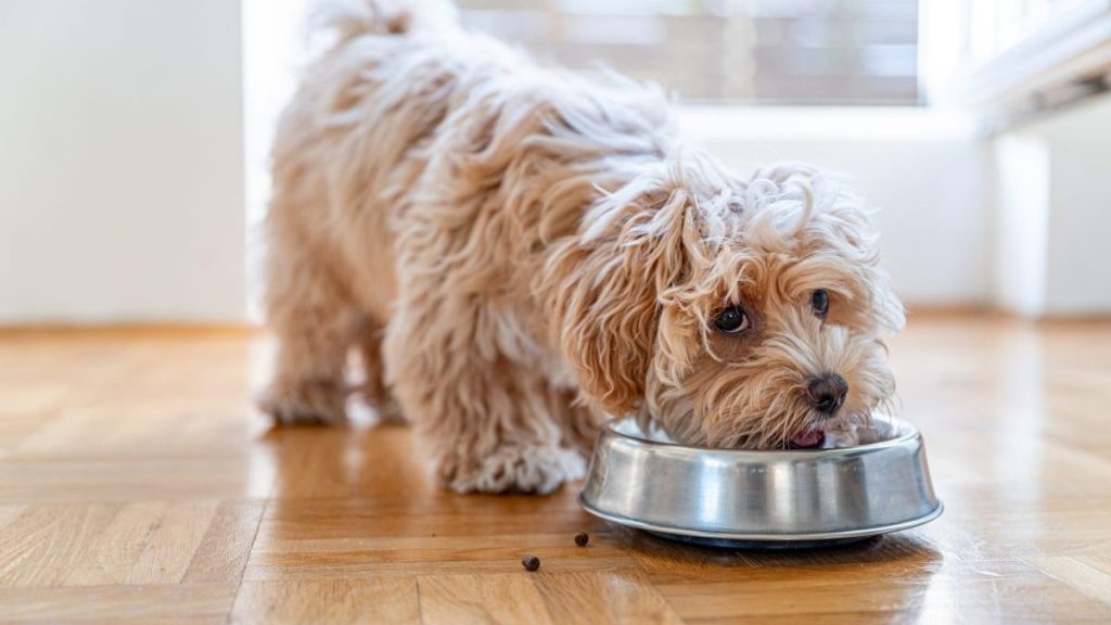 Small, fluffy dog eating from their bowl, none of IAMS's dog food products is under recall in 2024