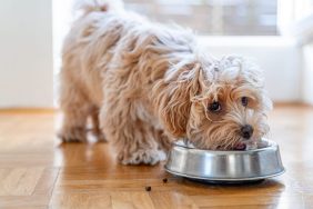 Small, fluffy dog eating from their bowl, none of IAMS's dog food products is under recall in 2024