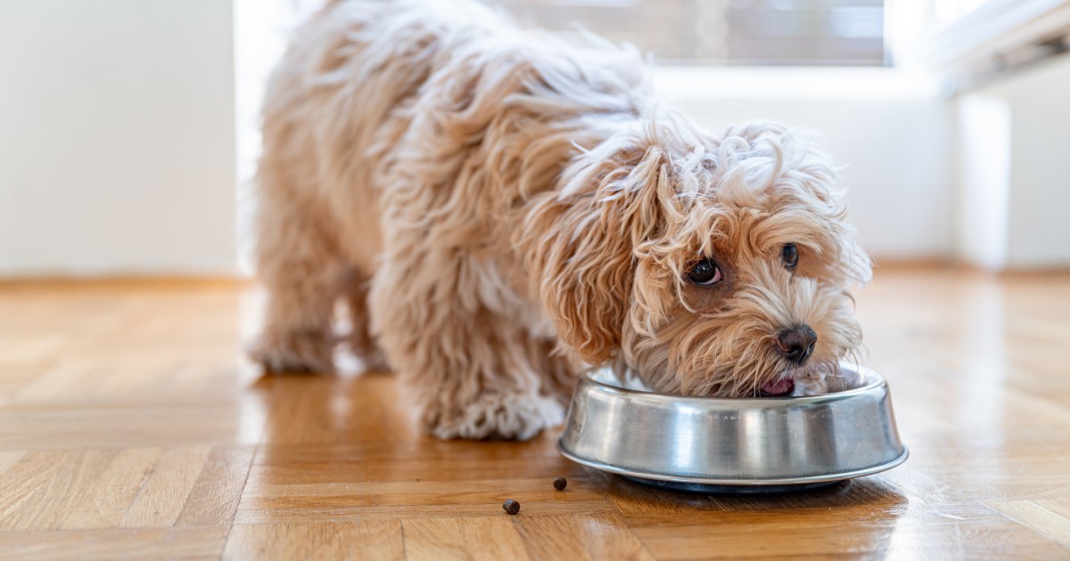 IAMS Has the Dog Food Brand Issued a Recall in 2024?